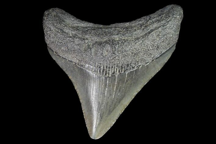 Juvenile Megalodon Tooth - Georgia #99154